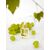HELLO. Cuti-Cocktail, White Wine, 30 ml, Коктейль для кутикули #2